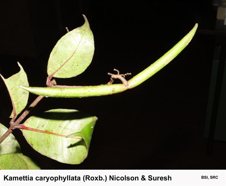 Kamettia caryophyllata (Roxb.) Nicolson & Suresh